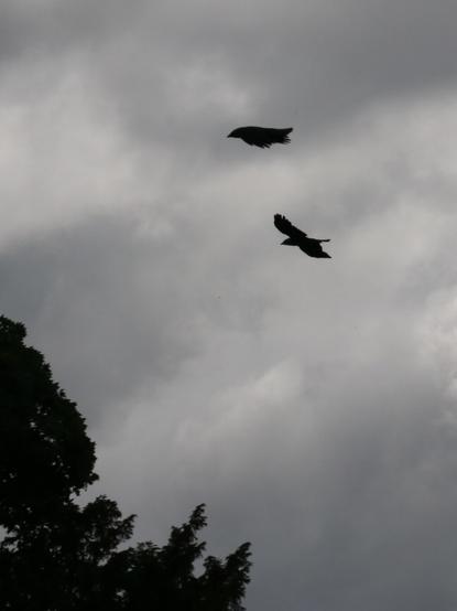 Choucas des tours (Jackdaw in English) - Corvus monedula