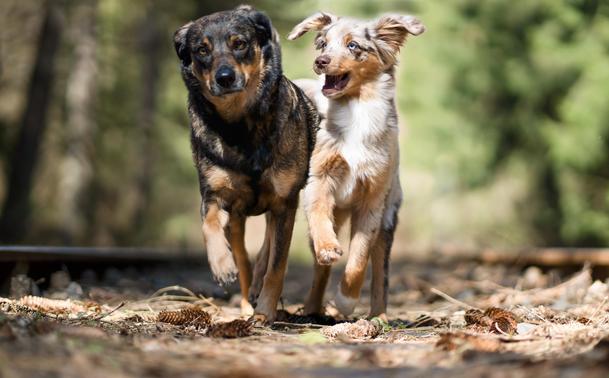 Zwei Hunden laufen im Wald