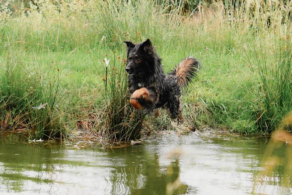 Hund springt ins Wasser