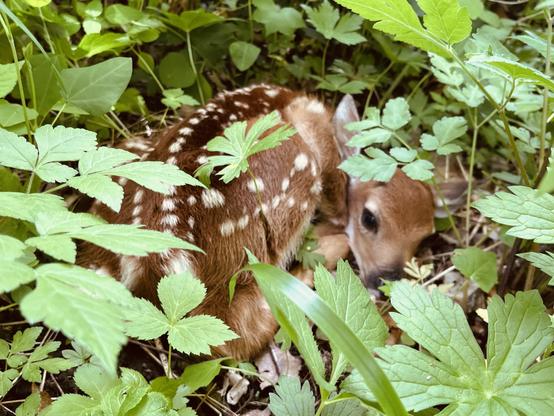 A tiny speckled fawn, big brown eyes wide open, lies curled up under some plants.