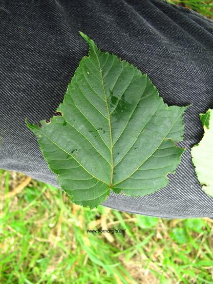 Photo of treespecies Acer capillipes : Category is blad-leaf-blatt-feuille-hoja
