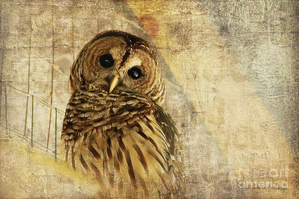 Late but sincere thanks to my 4/25 #FineArtAmerica client for their purchase of a 1000 piece jigsaw puzzle of "Barred Owl."  I hope you enjoy it very much!!

At my website:  https://lois-bryan.pixels.com/featured/barred-owl-lois-bryan.html

And at Fine Art America:  https://fineartamerica.com/featured/barred-owl-lois-bryan.html

#owl #barredowl #owls #birds #animals #art #giftideas #cute #photography #NotAi #LoisBryan #BuyIntoArt #AYearForArt