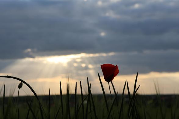 Die Abendsonne ist durch dunkle Wolken direkt verdeckt. Es kommen aber Sonnenstrahlen nach unten durch dir Wolkendecke. Hier sonnt sich im Vordergrund eine Mohnblüte mit einigen hohen Gräser.
Matzework
