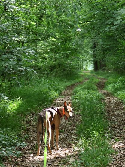 Schöner grüner Wald - Sonnen durchflutet. Ein Waldweg führt hindurch. Ein Podenco wartet ungeduldig, dass es weitergeht.
Matzework
