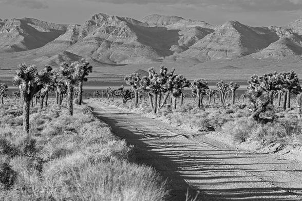 A black and white landscape photo showing a narrow sandy desert road cutting from the lower right to left-center of the frame. Thick short dry shrubs cover the landscape. Tall tree like plants with long trunks and large knobs of spike like leafs and numerous on both sides of the road. A tall mountain range is seen int he distance.