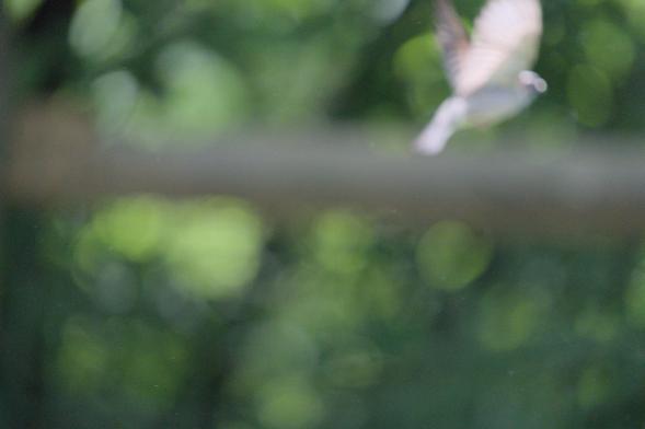 A blurry picture of a small bird in flight, with a blurry metal rod in the way. The background is blurry vegetation. Everything is blurry.