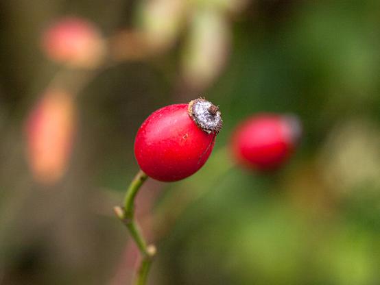 A bright red Rose Hop on a bare stalk, with another in the out of focus background.