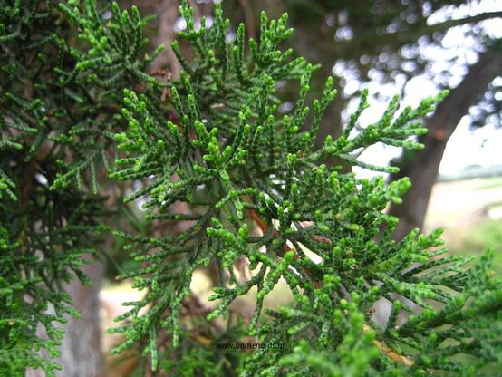 blad-leaf-blatt-feuille-hoja