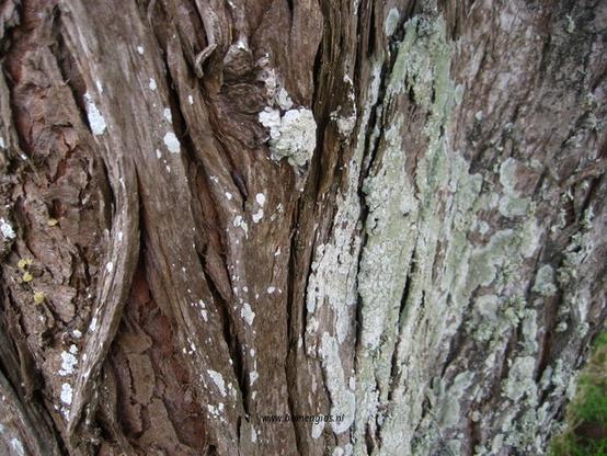 bast-bark-rinde-ecorse-corteza