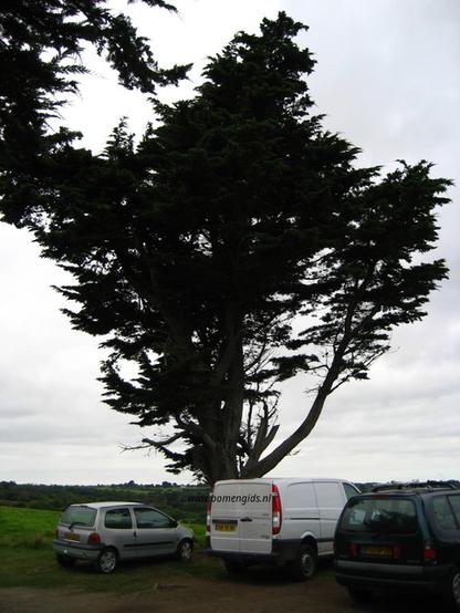 boom-tree-baum-arbre-arbol