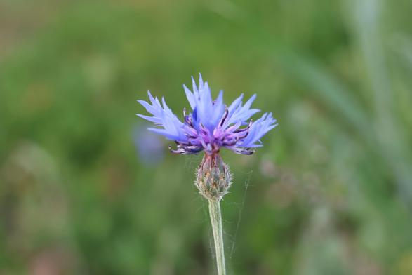 Eine hellblaue Kornblume vor einem unscharfen Grün.
Matzework