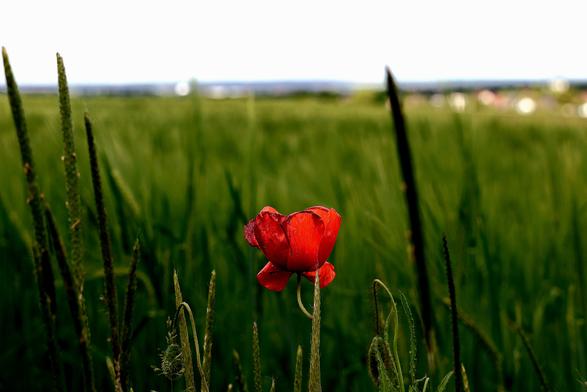 Ein richtiger inszenesetzer diese Mohnblume vor dem Getreide. Weiter im Hintergrundrechts Bebauung zu erkennen.
Mstzework
