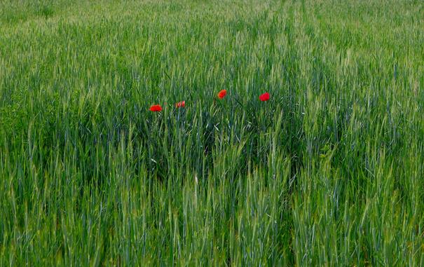 Mitten in einem grünen Getreidefeld stehen 4 rote Mohnblüten, ein kleiner Hingucker.
Matzework