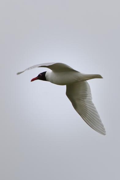 Mediterranean Gull in flight