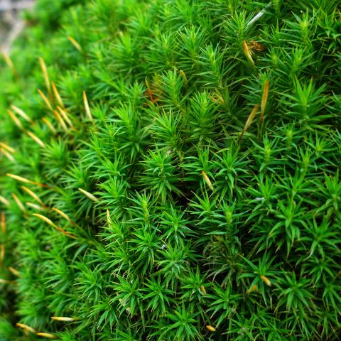 The image is a close-up shot of a dense patch of vibrant green moss. The moss consists of numerous tiny, upright stems covered in small, needle-like leaves, creating a textured, almost carpet-like appearance. Interspersed within the green foliage are several thin, pale brown or yellowish stalks, possibly the sporophytes (spore-bearing structures) of the moss. The lighting is even, illuminating the intricate details of the moss structure. The overall impression is one of natural beauty and intricate botanical detail.