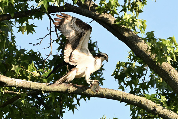 Osprey with a fish on a tree branch with wings stretched