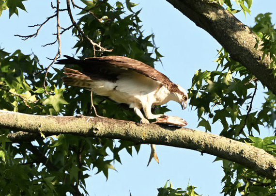 Osprey on a tree branch about to eat a fish