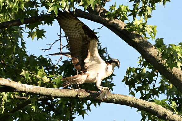 Osprey with wings stretched and talons gripping a fish on a branch in a tree