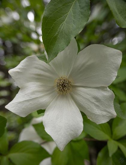 A single perfect six-bracted specimen, partially occluded by one leaf. In the BG, blurry leaves, another flower, some sky.