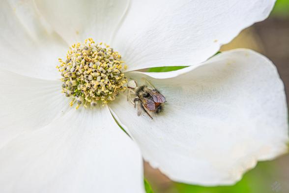 Close up on the central flowers, showing the actual petals and the stamens & pistils. Lurking in the center of this inflorescence was a flower crab spider, maybe Misumena vatia. It caught this bee and was completely unperturbed at my proximity.