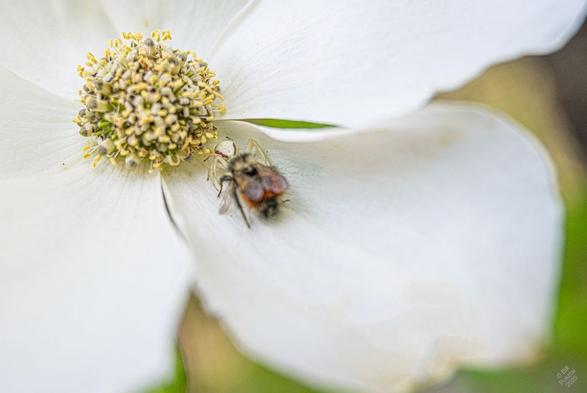 Similar photo but this time focussed on the spider.