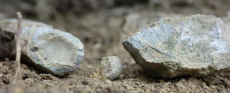 Three fossilized worm-like sea creatures that have broken out of the rocks.
