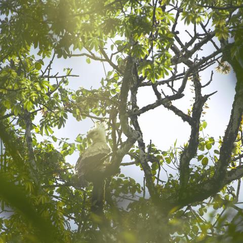 A bad photograph of a green tree with a gap in it where a mostly white baby eagle with an erect crest is bathing in a shaft of sunlight which makes it very difficult for the photographer to get the shot because of extreme backlighting of white bird backlit by sun in dark forest. This brat is a young Harpy Eagle nestling who has not yet fledged but likes exploring the nest tree by climbing.  Darien, Panama. April 2025. Photo by Peachfront.