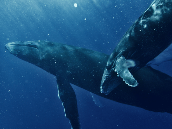 A humpback whale mother and calf.