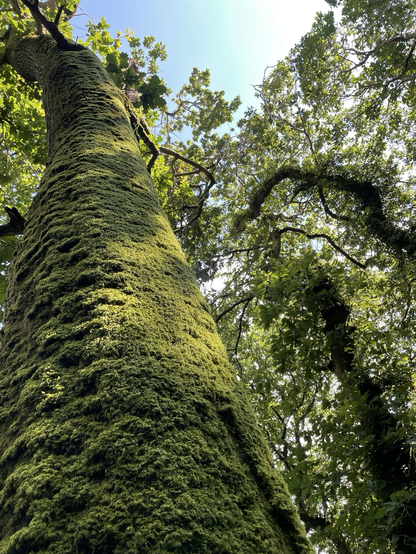 An extremely mossy tree trunk in Devon