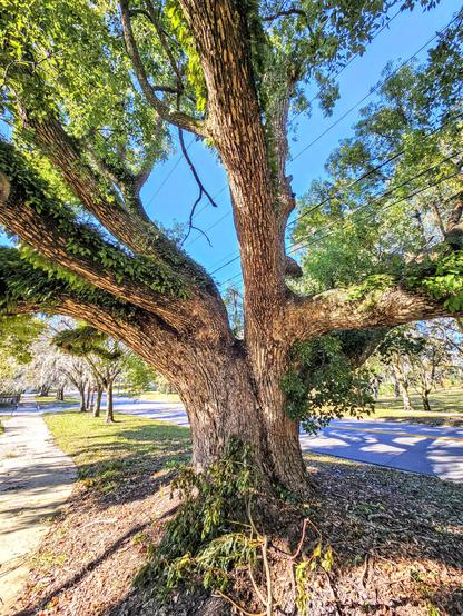 Big, old, Southern Live Oak tree coated in lichen, miss, and ivy, and draped with Spanish Moss.
