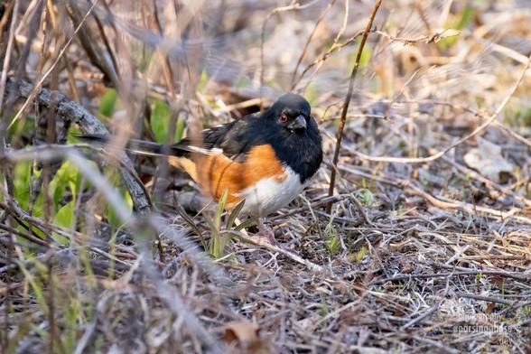 Looking round, and slightly startled, a large patchwork sparrow with black back, head and throat, umber sides and white breast stands in scrubby grass.