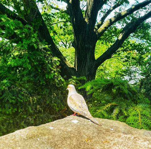 Color photo of the upper part of a tree branching out in full bloom with lots of green leaves. And the foreground is a stone ledge that comes to a point in the middle of the photo, on that point is sitting a mostly white and light gray colored pigeon