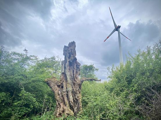 A large, weathered tree stump stands in a lush green area, with a wind turbine visible in the background against a cloudy sky.