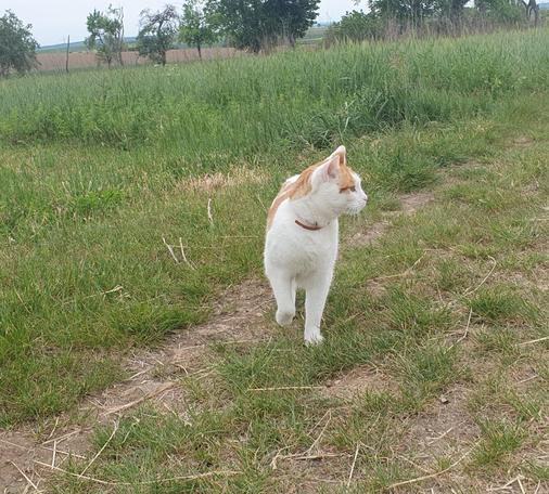 Weiß-roter Kater schaut über ein freies Feld und ist bei der Hundegassirunde mit dabei.
Matzework