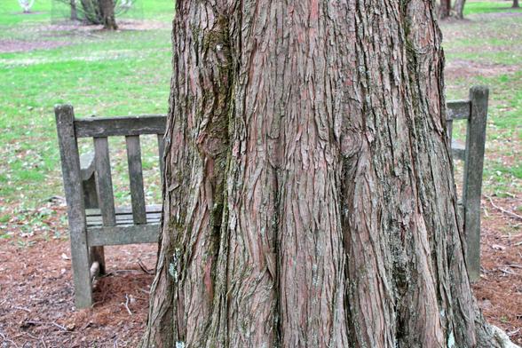 Large trunk of a tree with a weathered wooden bench behind it