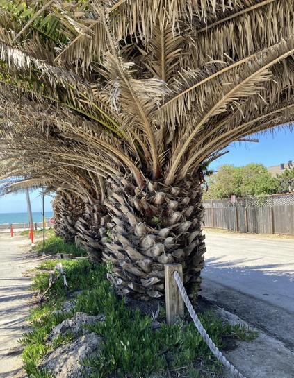 A two of three short squat palm trees with thick bases, in a restaurant parking lot near the ocean (which you can see in the background). It's a sunny day with a bright blue sky.