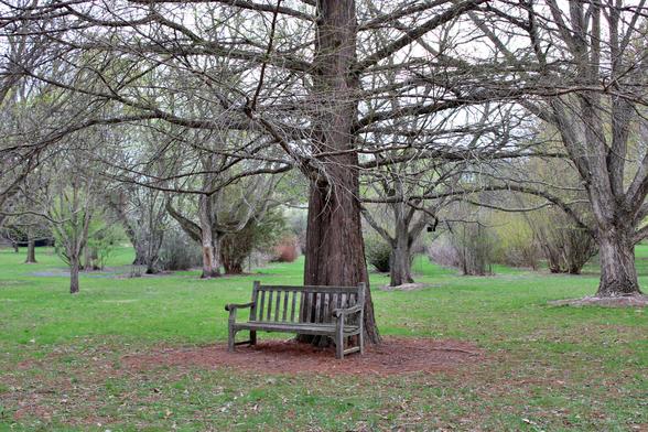 Baldcypress tree behind a weathered wooden bench in a mown grass area with bushes and trees in the background. The leaves on the trees and bushes are newly emerging.