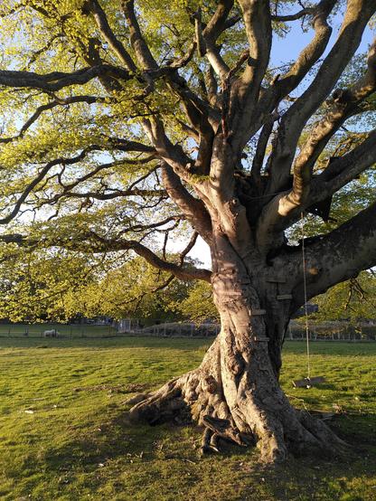 Beech tree in a grassy field at dusk. Sunlight playing shadows on the twisted grooves spiralling up the trunk. Emerging leaves in palest lime greens. A double set of bar steps has been fixed on to the trunk, leading up to a platform in the boughs, and a rope swing hangs to the right.