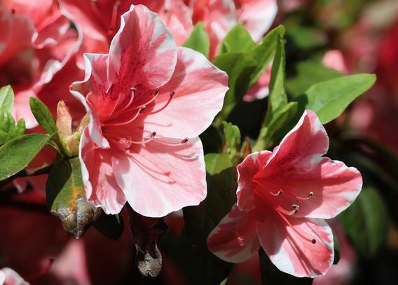 2 pink azalea flowers from an encore azalea bush