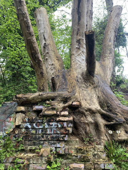 A tree which has grown into a wall in Stanmore