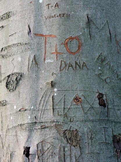 Close-up of the trunk of a thick beech tree. Countless letters, patterns and names have been carved in its grey bark. The trunk also bears other scars, which are presumably the result of unsuccessful carvings. The insignificance of the human messages stands in stark contrast to the majesty and quiet grandeur of the tree. 

Detailaufnahme vom Stamm einer dicken Buche, in deren graue Rinde unzählige Buchstaben, Muster und Namen geritzt worden sind. Daneben trägt der Stamm noch weitere Narben, die vermutlich auf misslungene Schnitzereien zurückzuführen sind. Die Nichtigkeiten der menschlichen Botschaften stehen in starkem Kontrast zur Erhabenheit und stillen Größe des Baumes.