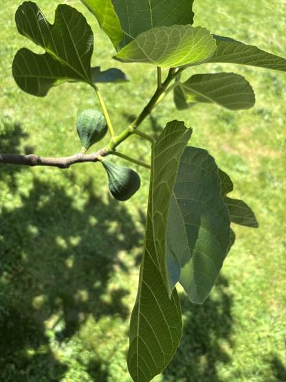 a fig tree branch with a few giant leaves and two green figs growing from it