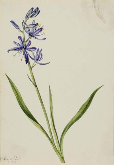Camas (Quamasia quamash)