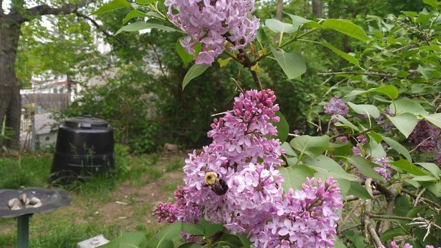 A bumblebee on a lilac bush. In the background are bushes and a composter.