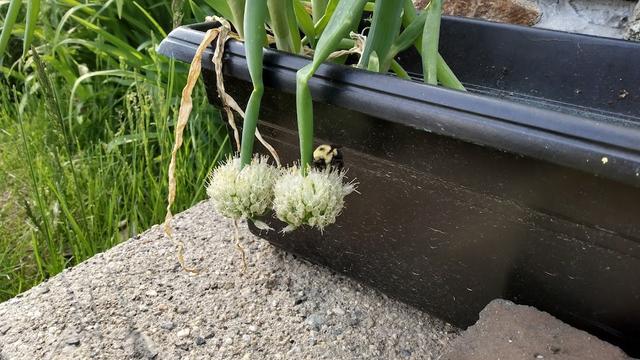 A bumblebee on a onion flower in a planter on concrete steps. In the background is grass and iris greenery.