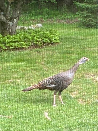 Photo of a turkey hen walking on a green lawn.  Photo was taken through a screen so the mesh partially obscures the image.
