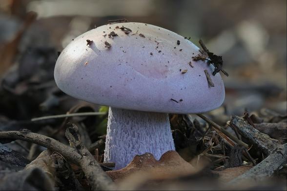A perky white mushroom with a blue-purple tinge to it. It stands on a short, thick, slightly fluffy stem amongst fallen leaves and twigs, and has carried some remnants of these upward on its top.