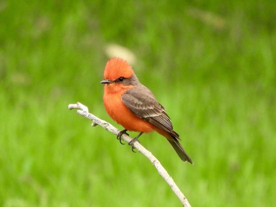 A small vibrant red bird perches gracefully on a branch, surrounded by green grass in the background.