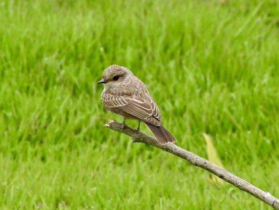 A small bird perches gracefully on a branch, surrounded by green grass in the background.