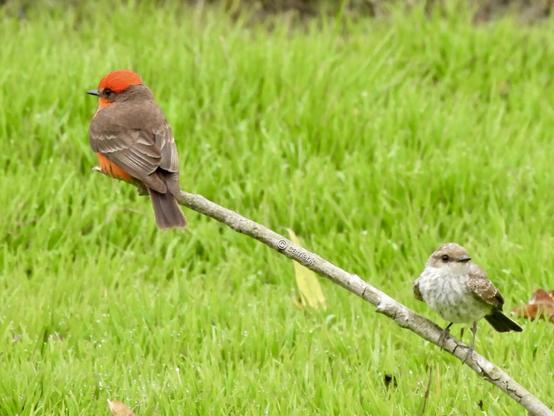 A small vibrant red bird perches gracefully on a branch along with a young, pale offspring, surrounded by green grass in the background.